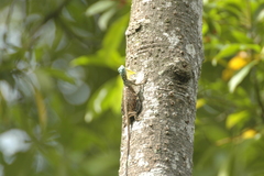 Draco sumatranus