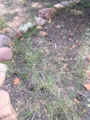 Blepharoneuron tricholepis