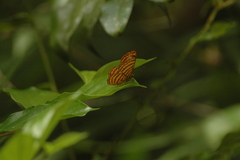 Zemeros emesoides