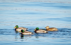 Anas platyrhynchos