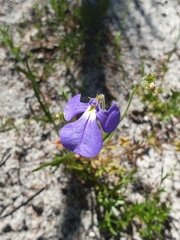 Lobelia tenuior