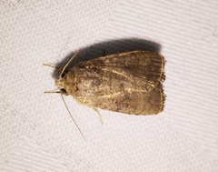 Athetis stellata