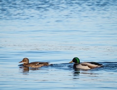 Anas platyrhynchos