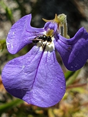 Lobelia tenuior