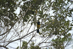 Melanochlora sultanea