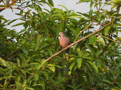 Streptopelia chinensis
