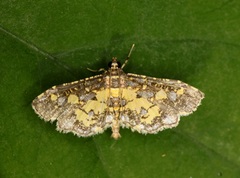 Eurrhyparodes bracteolalis