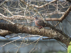 Streptopelia chinensis