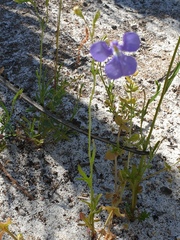 Lobelia tenuior