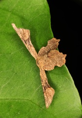 Monobolodes prunaria