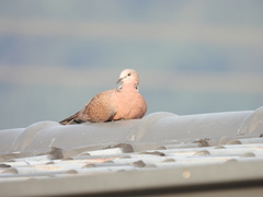 Streptopelia chinensis