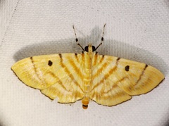 Notarcha tigrina