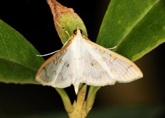 Palpita annulifer