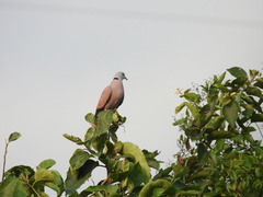 Streptopelia tranquebarica