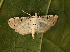 Pycnarmon cribrata