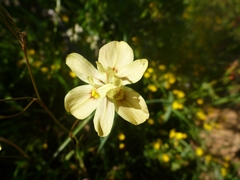 Moraea