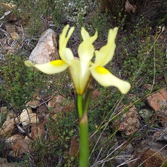 Moraea neglecta