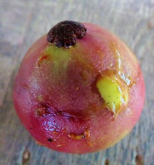 Garcinia warrenii