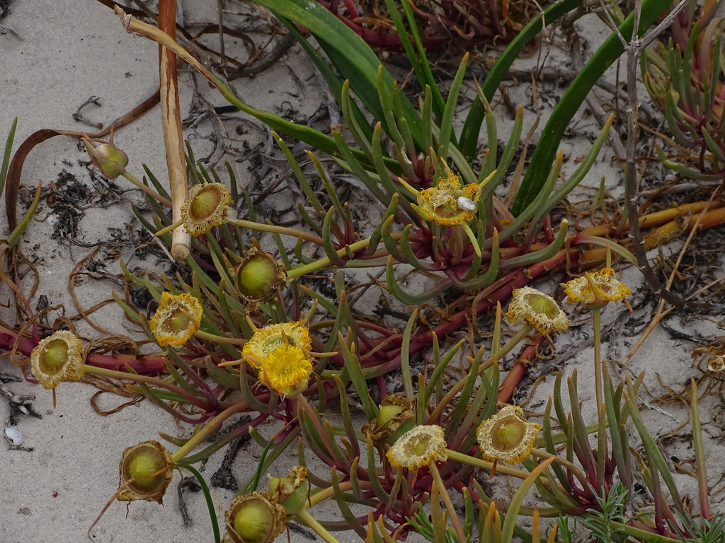 Pig's-root from Elands Bay, 8110, South Africa on October 23, 2020 at ...