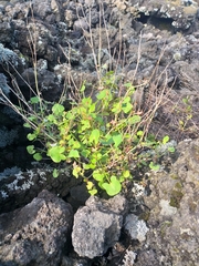 Rumex scutatus