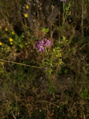 Dipsacoideae