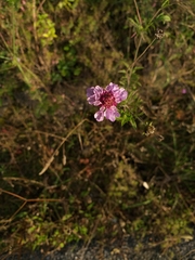 Dipsacoideae