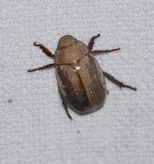 Anoplognathus concolor