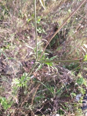 Dipsacoideae