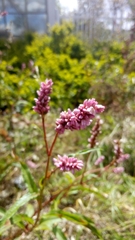 Persicaria segetum