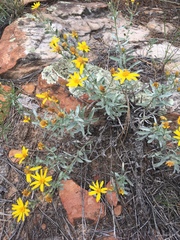 Heterotheca zionensis