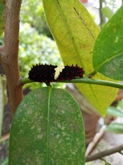 Mimoides ilus branchus