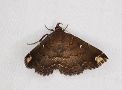 Adrapsa quadrilinealis