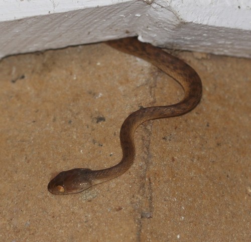 Brown Tree Snake sighting