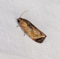 Cryptophlebia repletana
