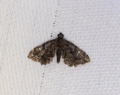 Drosophantis caeruleata