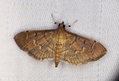 Herpetogramma rudis
