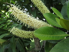 Buckinghamia celsissima