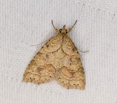 Olulis puncticinctalis