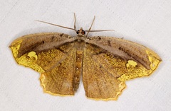 Pareumelea eugeniata