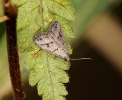 Schrankia bilineata