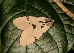 Amsactoides guangxica