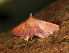 Endotricha olivacealis