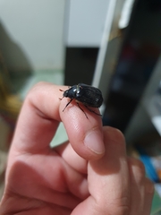 Scarabaeidae