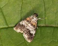 Salma ridiculalis