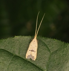 Lecithocera erecta