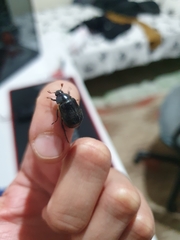 Scarabaeidae