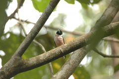 Eurylaimus ochromalus