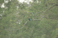 Pelargopsis capensis