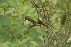 Picus vittatus
