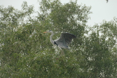 Ardea cinerea